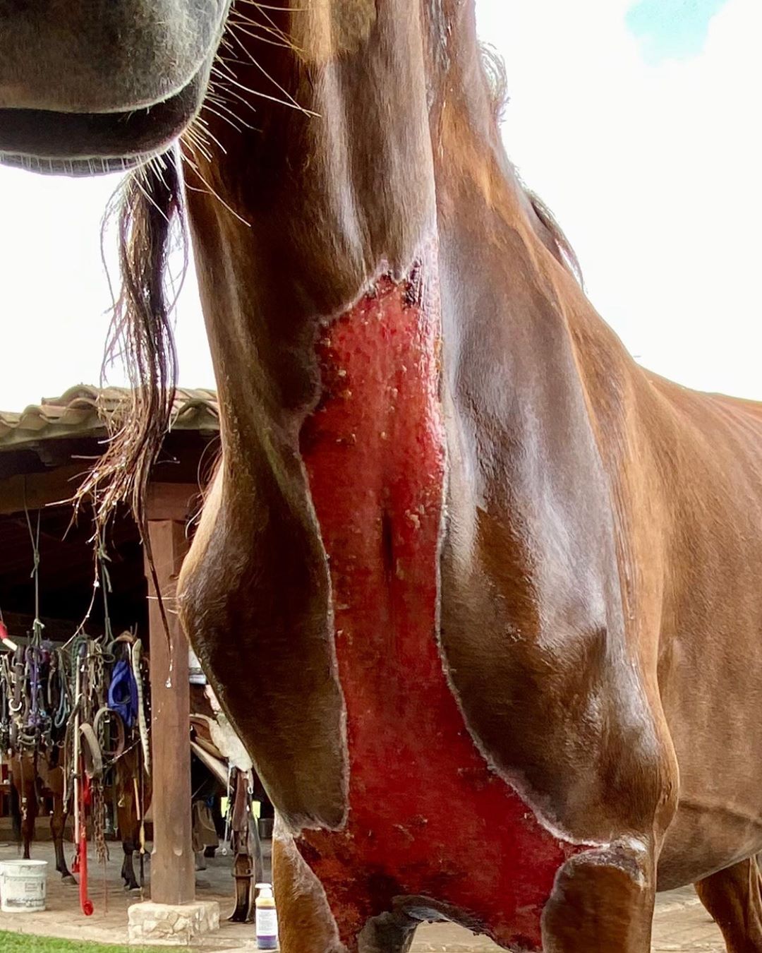 processo de necrose - cavalo recuperado