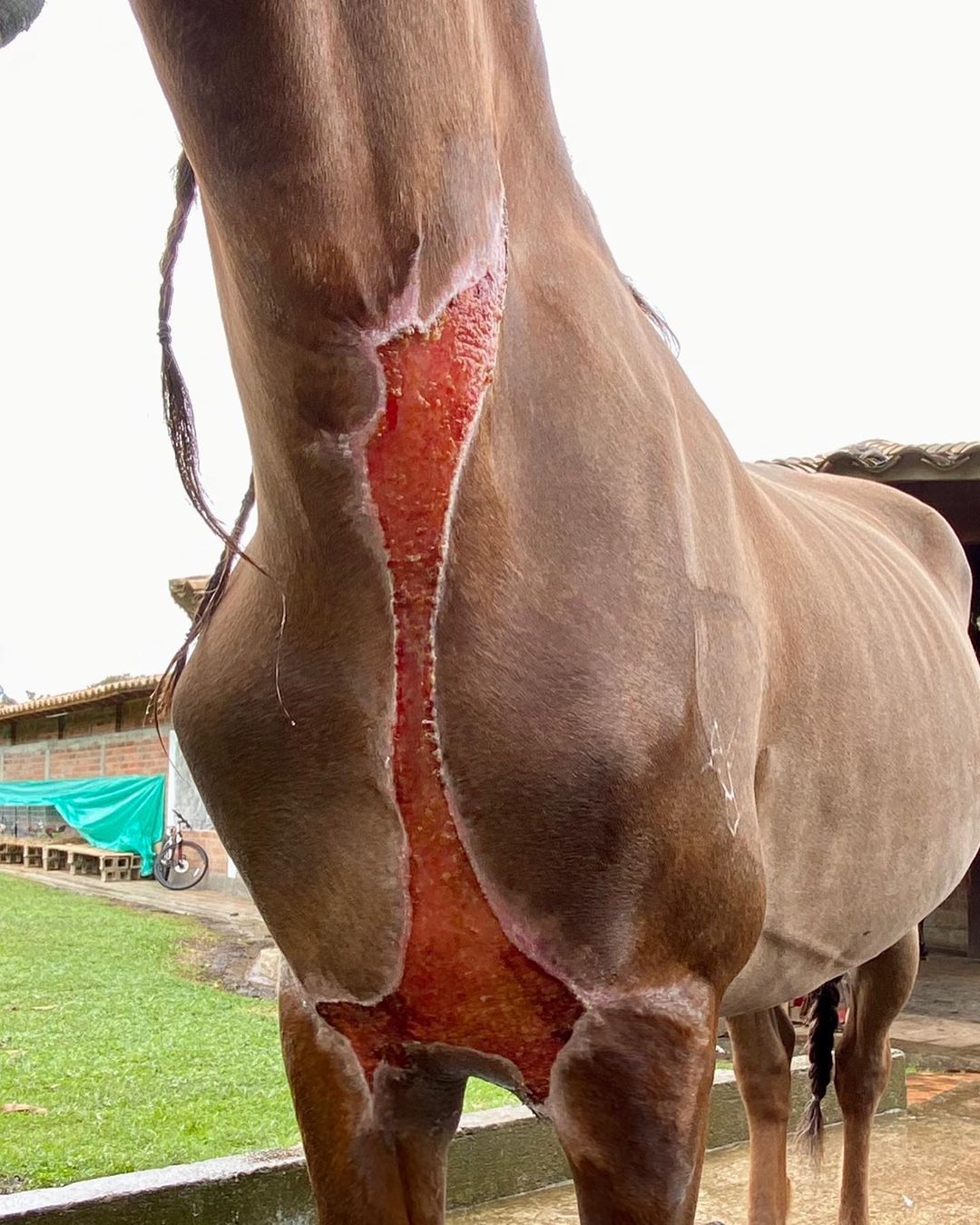 processo de necrose - cavalo recuperado