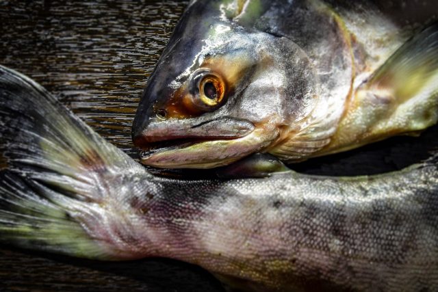 salmao peixe