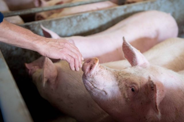 tbv-Topigs-Norsvin-NV-00833-Foto_Topigs_Norsvin tbv-Topigs-Norsvin-NV-00833-Foto_Topigs_Norsvin