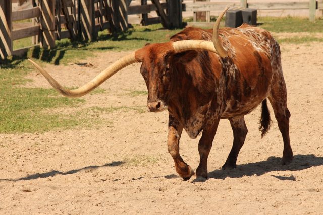 texas-3394285_960_720