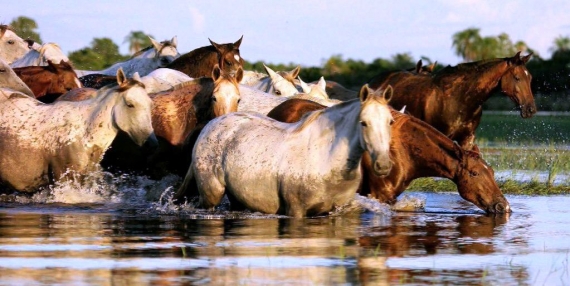 Manada de Cavalos Pantaneiros em uma Fazenda do Pantanal 