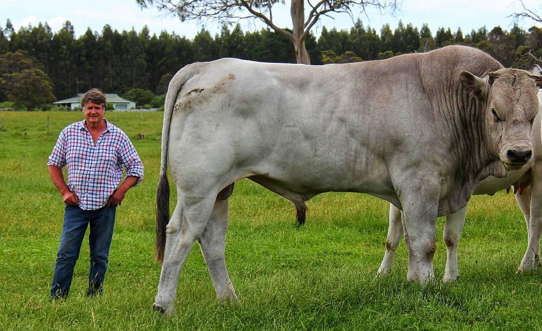 touro da raca chianina