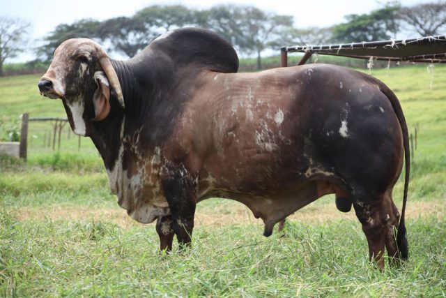 touro da raca gir - mexico - 5