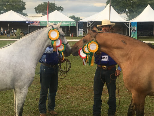 Manada de Cavalos Pantaneiros em uma Fazenda do Pantanal 