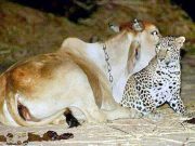 vaca fica amiga de leopardo