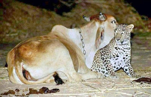 vaca fica amiga de leopardo