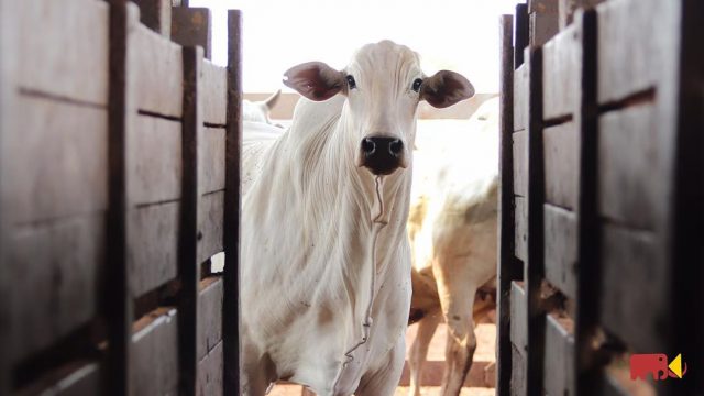 vaca nelore curiosa vaca nelore curiosa