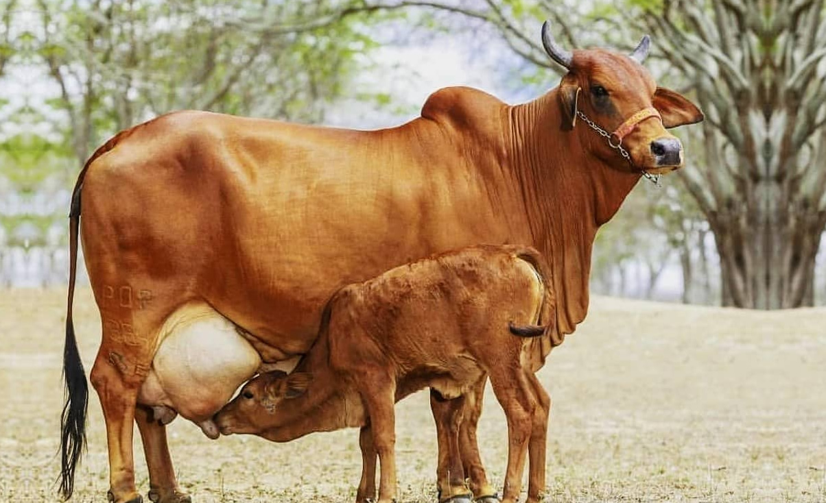 vaca sindi producao de leite