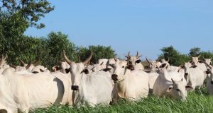 vacada nelore trocando de pasto - pasto muito bom