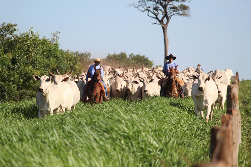 vacada nelore trocando de pasto - pasto muito bom