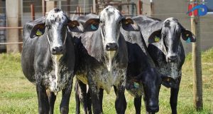 vacas girolando da genetica hd