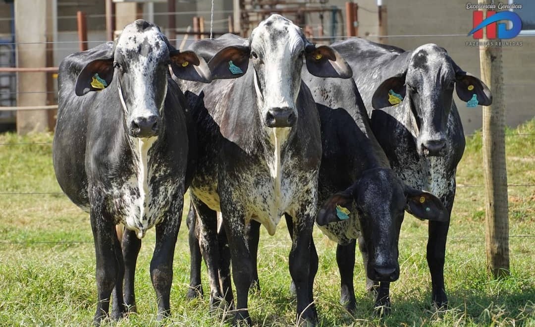 vacas girolando da genetica hd