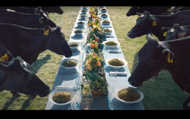 vacas leiteiras ganham jantar delicioso vacas leiteiras ganham jantar delicioso