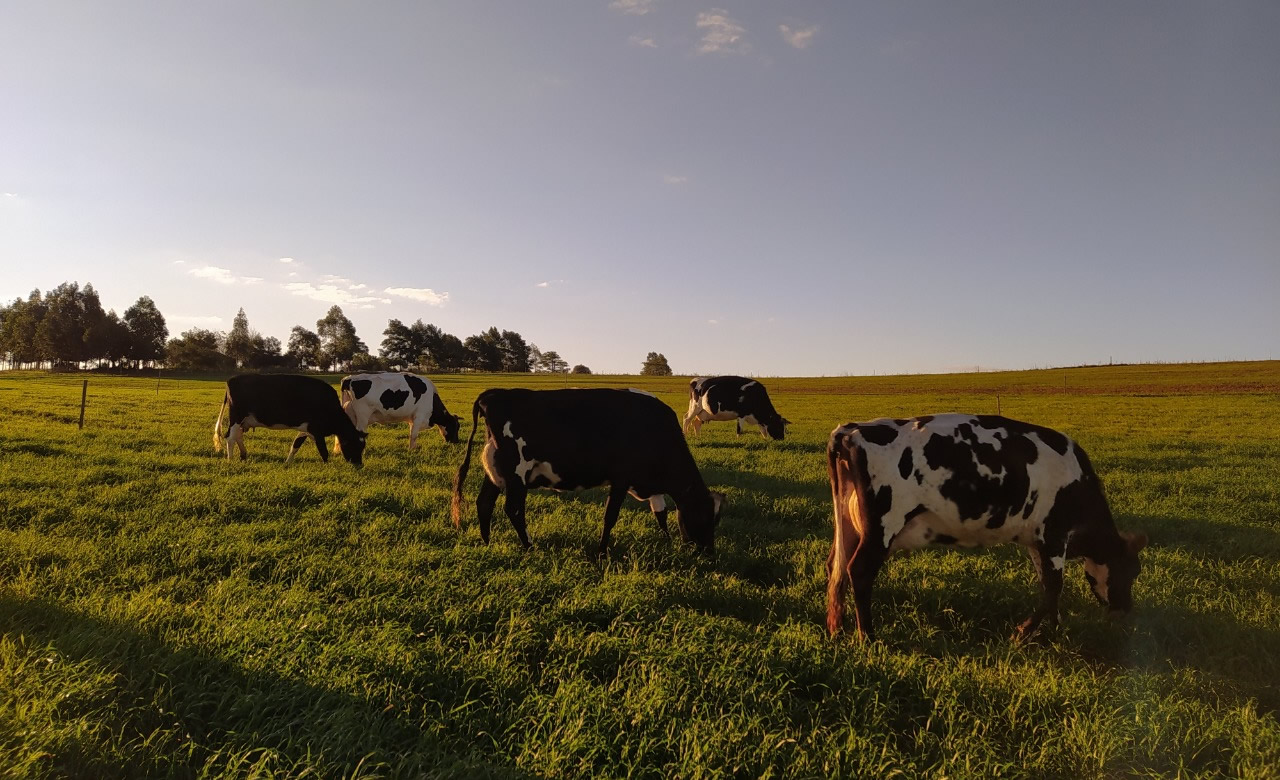 vacas leiteiras pastando no rio grande do sul 2