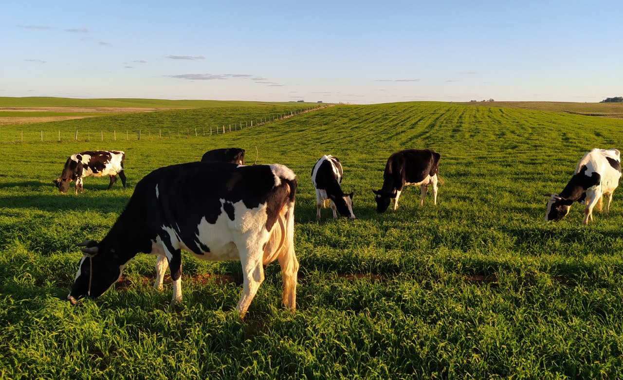 vacas leiteiras pastando no rio grande do sul