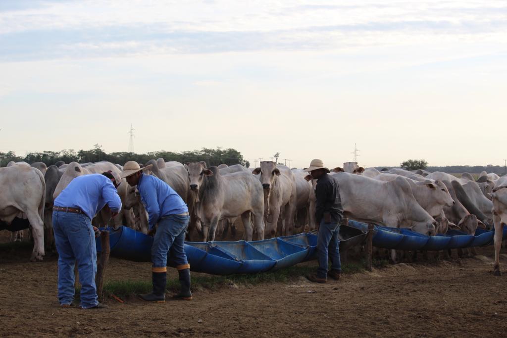 vaqueiro arrumando cocho de nutricao