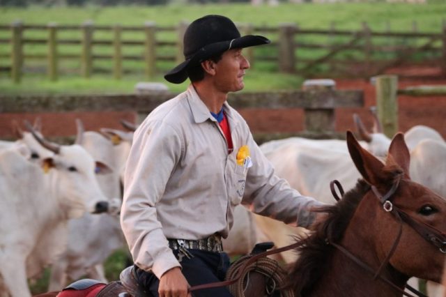 vaqueiro fechando o gado vaqueiro fechando o gado