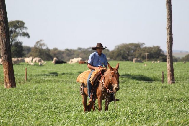 vaqueiro no campo - pasto muito bom vaqueiro no campo - pasto muito bom