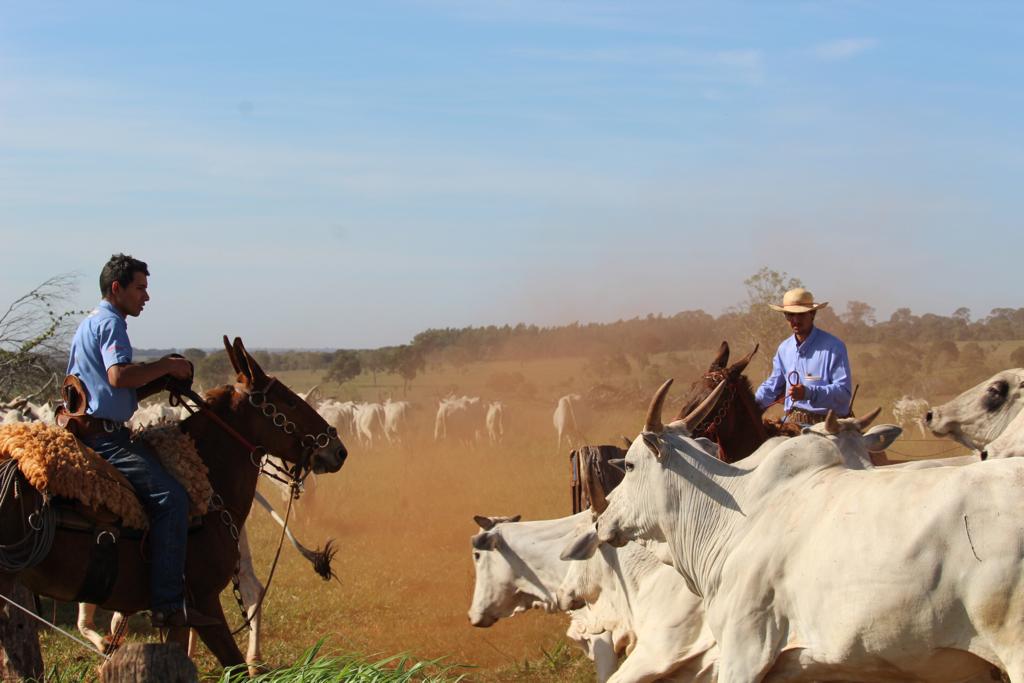 vaqueiros selecionando o gado