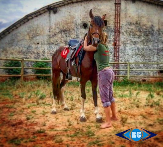 Conheça o Cavalo Pantaneiro, rústico e versátil - CompreRural