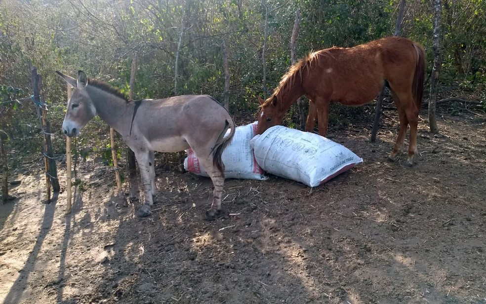 Polícia fecha abatedouro clandestino de cavalos em Quitandinha