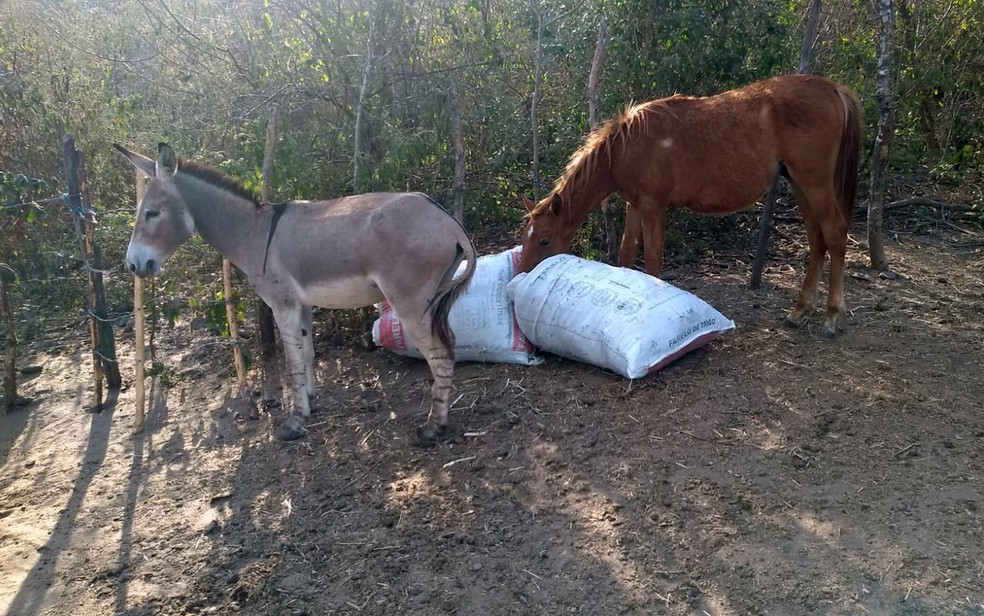 Polícia fecha matadouro que vendia carne de cavalo como bovina em