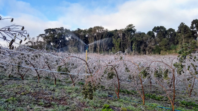 Agricultores catarinenses congelam pomares de frutas de caroço para protegê-los da geada