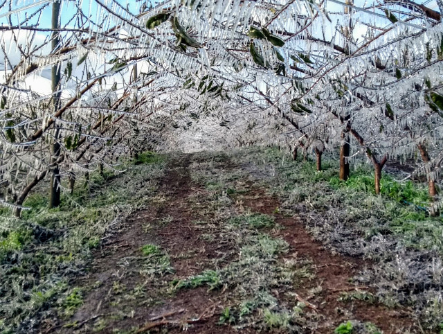 Agricultores catarinenses congelam pomares de frutas de caroço para protegê-los da geada