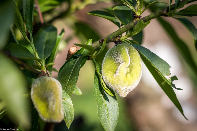 Agricultores catarinenses congelam pomares de frutas de caroço para protegê-los da geada