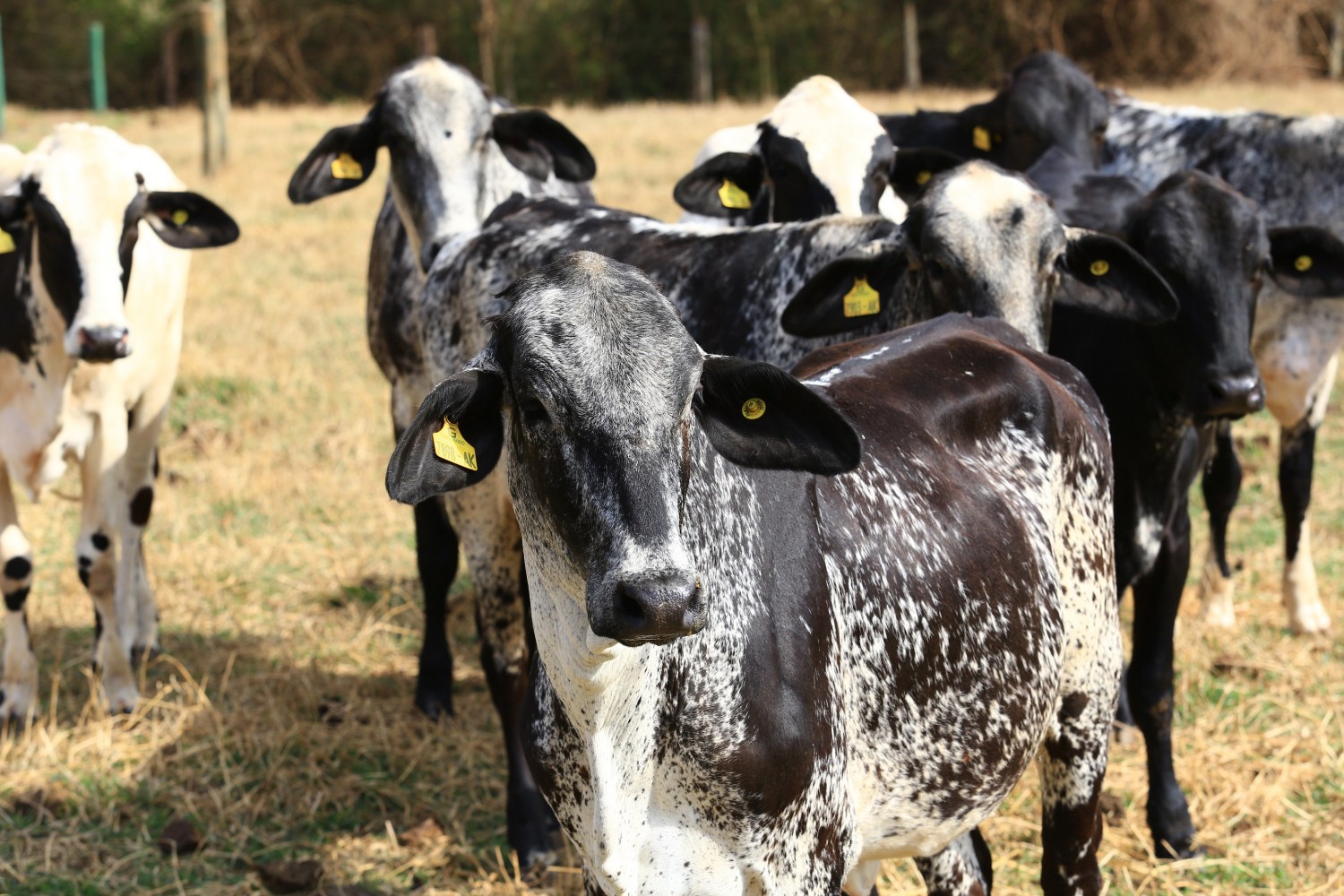 Animais Girolando