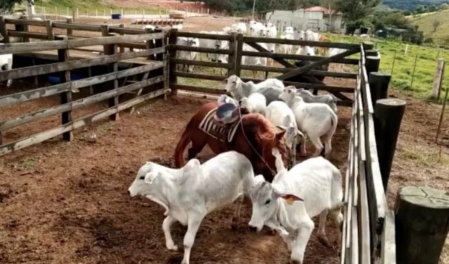 Cavalo aparta sozinho a bezerrada no curral