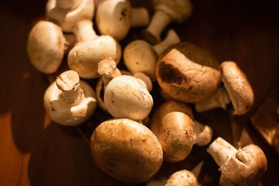 Cogumelos são nutritivos e deliciosos - conheça dez curiosidades dos fungos 1