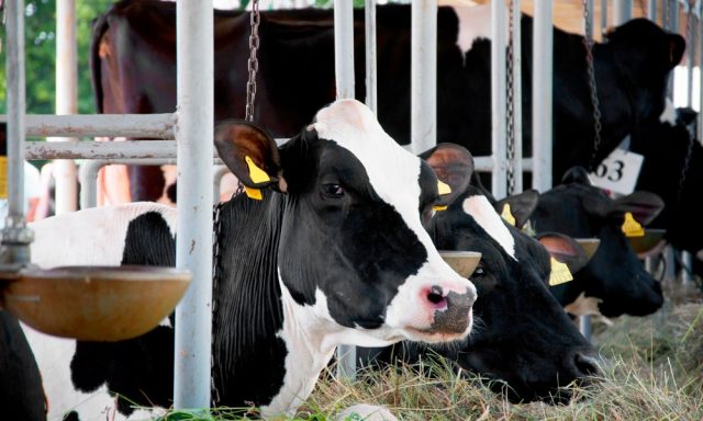 Conheça as principais vitaminas para os bovinos