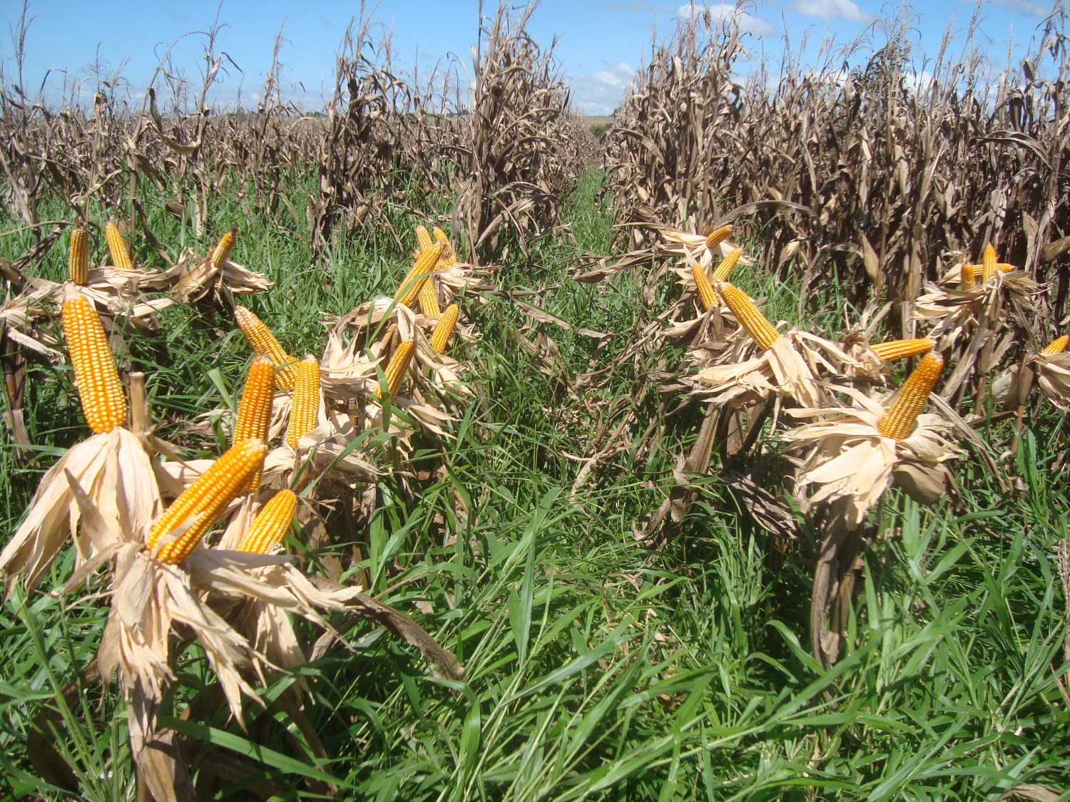 Consórcio milho-braquiária beneficia o solo e o agricultor