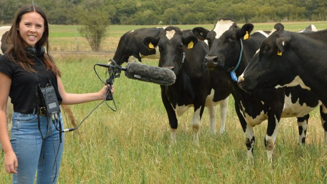 Google TRanslate para vacas