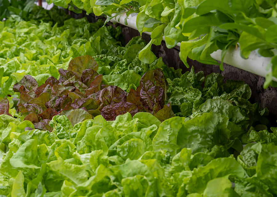 Nanopartícula de carbono melhora a fotossíntese, o aproveitamento da água e o acesso das plantas a macro e micro nutrientes; Bioproduto é metabolizado pela planta