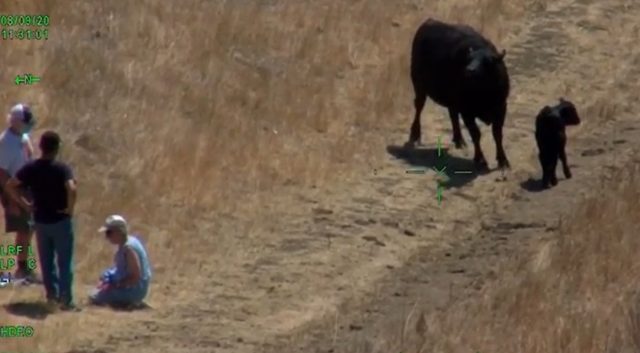 Vaca e bezerro perseguem casal de idosos em parque na Califórnia