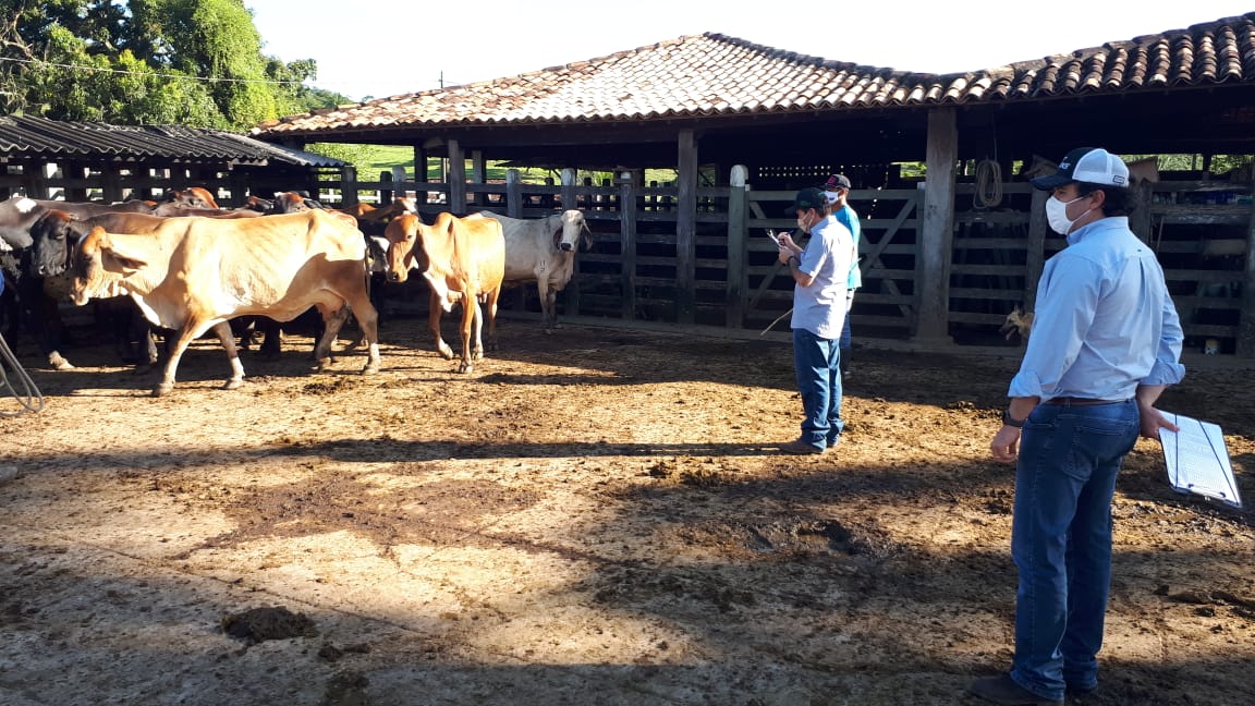 Técnicos da Girolando fazem inspeção em rebanho