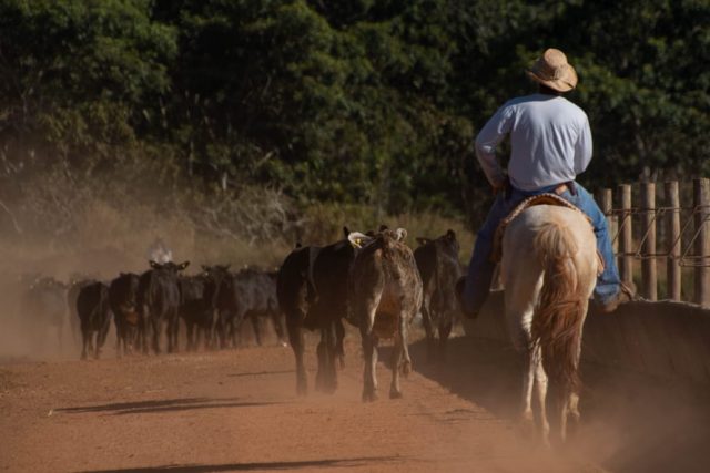 Pecuaristas têm vencido a queda de braço contra os frigoríficos, mantendo a pressão de alta da arroba; Boi segue firme o estradão, sem espaço para marcha à ré.