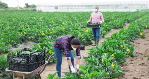 agricultura producao de hortifruti