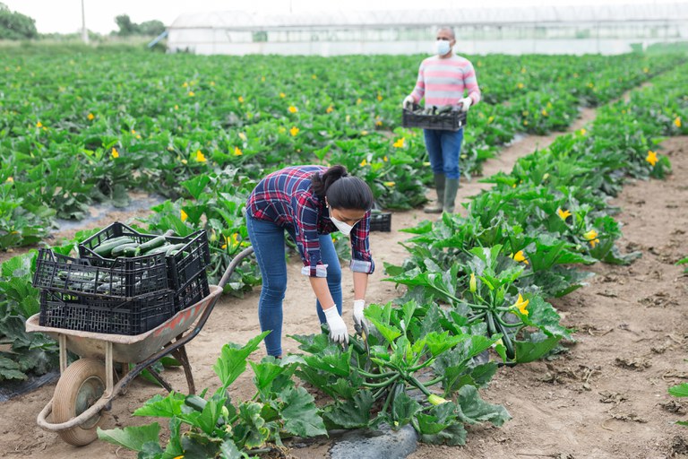 agricultura producao de hortifruti