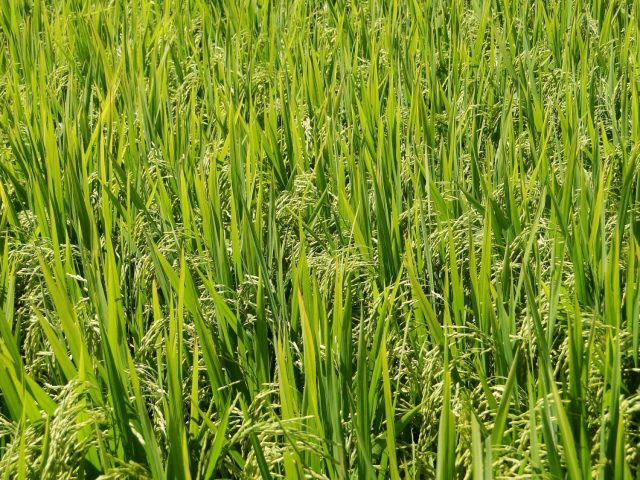 Bioativador no arroz rende até 500 kg a mais por hectare Bioativador no arroz rende até 500 kg a mais por hectare