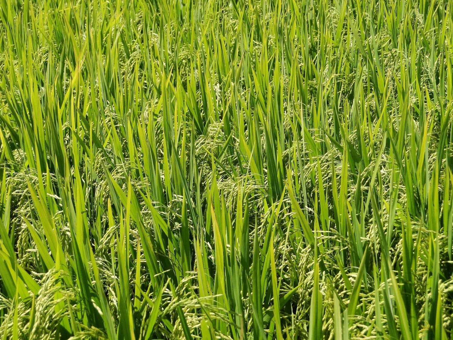 Bioativador no arroz rende até 500 kg a mais por hectare
