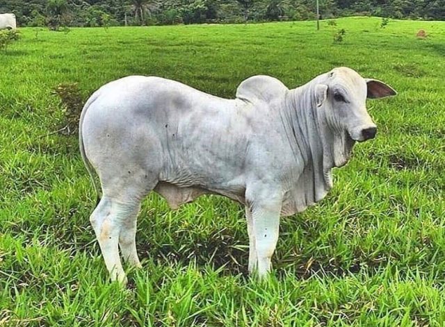 bezerro