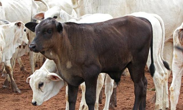 bezerros-aberdeen-angus-e-nelore