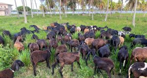 caprinos cabras ovinos cabritos no pasto pastejando