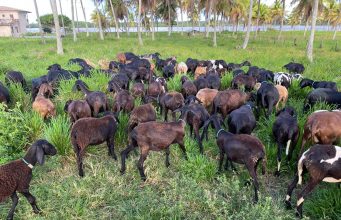 caprinos cabras ovinos cabritos no pasto pastejando