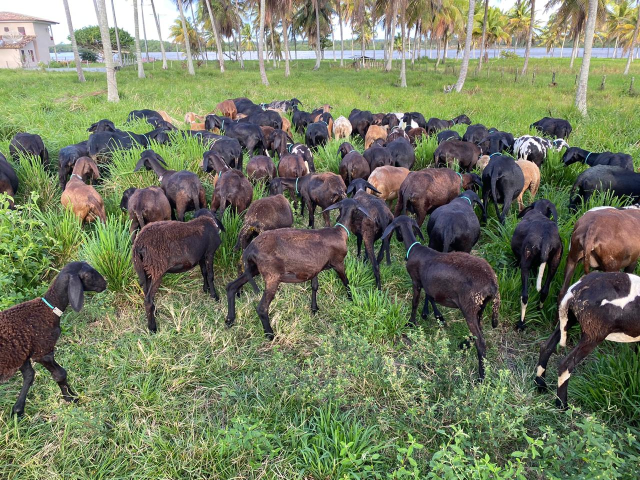 Pelé, melhor jogador do mundo, também foi Rei do Agro - CompreRural