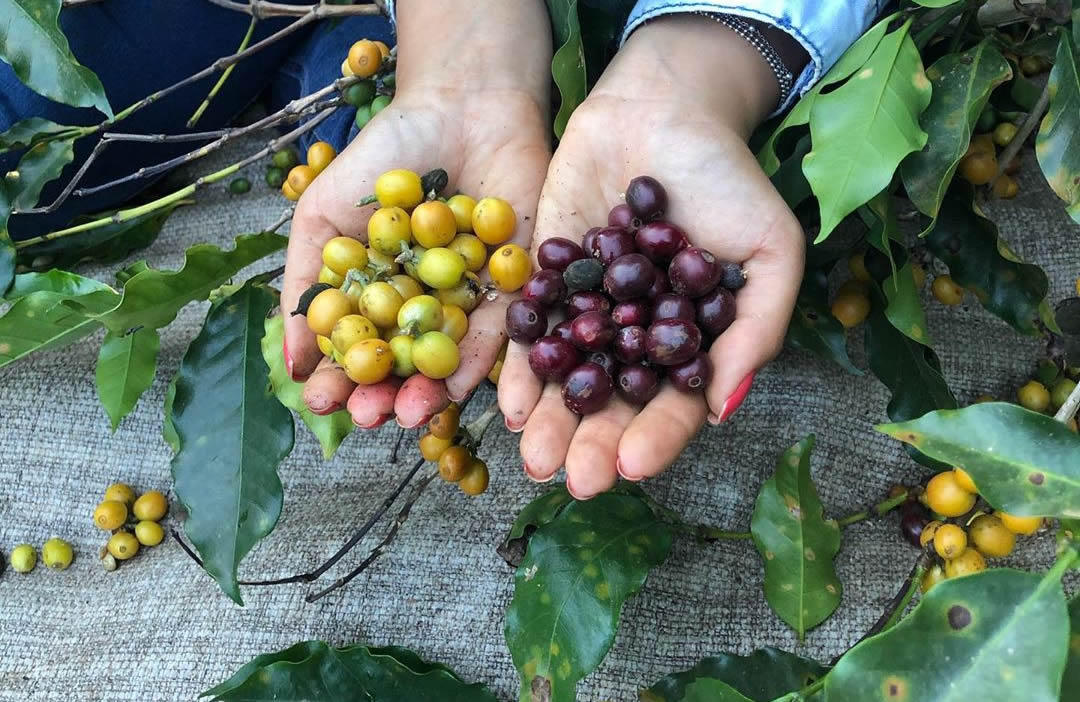 mercado para cafés especiais do Brasil